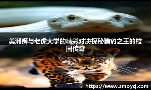 美洲狮与老虎大学的精彩对决探秘猎豹之王的校园传奇
